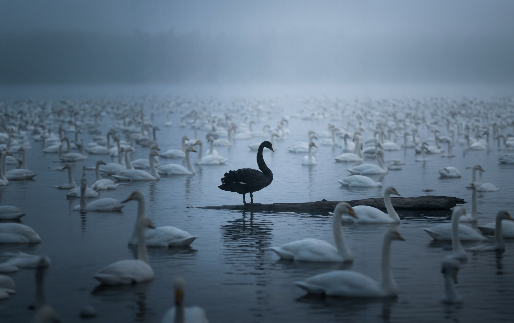 Black Swan Event - Schwarzer Schwan im Nebel